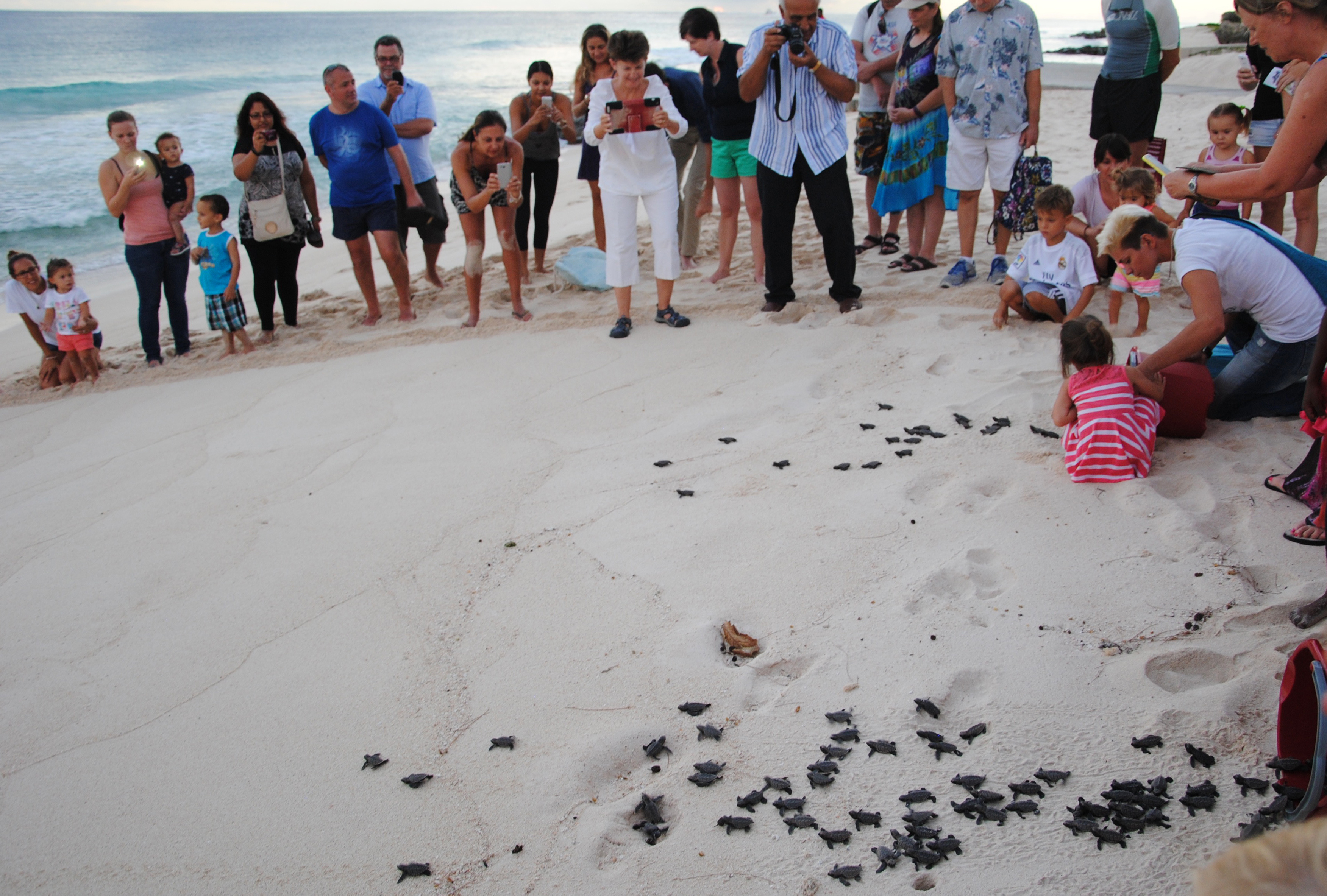 An evening release of hatchlings by the Barbados Sea Turtle Project.